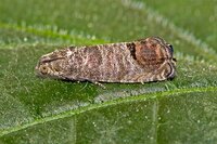 Ecostyle Aaltjes tegen larven fruitmot 60 m² - afbeelding 2