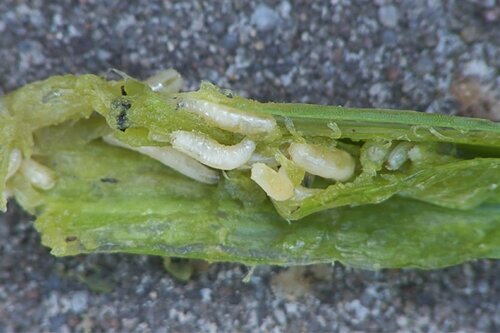 Ecostyle aaltjes tegen wortelvlieg 60 m2 - afbeelding 2