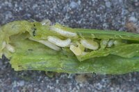 Ecostyle aaltjes tegen wortelvlieg 60 m2 - afbeelding 2