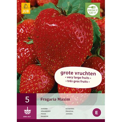 Aardbeienplant maxim - afbeelding 1