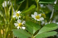 Aardbeienplanten Elsanta - afbeelding 2