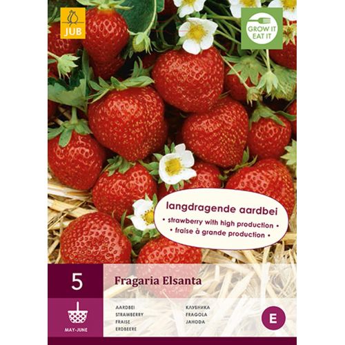 Aardbeienplanten Elsanta - afbeelding 1