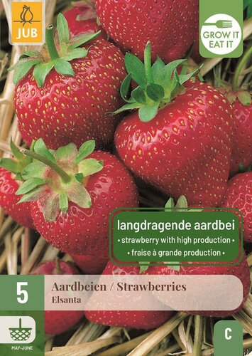 Aardbeienplanten Elsanta - afbeelding 1