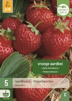 Aardbeienplanten Honeoye