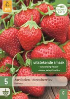 Aardbeienplanten Korona