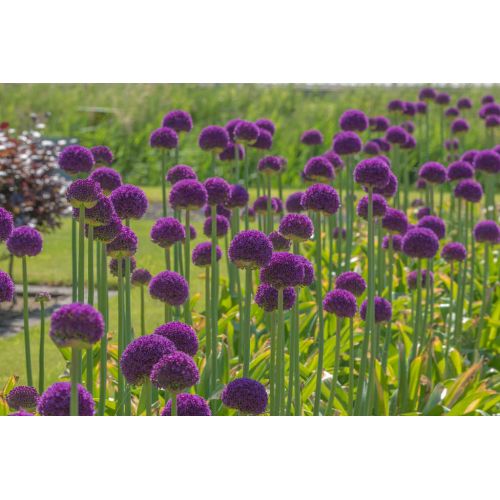 Allium ambassador 1 bol! - afbeelding 3