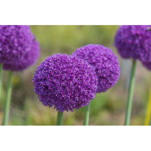 Allium ambassador 1 bol! - afbeelding 2