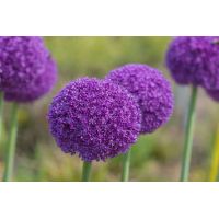 Allium ambassador 1 bol! - afbeelding 2