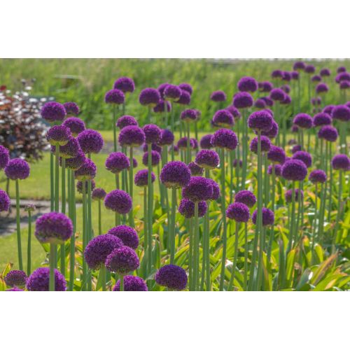 Allium ambassador 1 bol - afbeelding 3