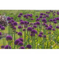 Allium ambassador 1 bol - afbeelding 3