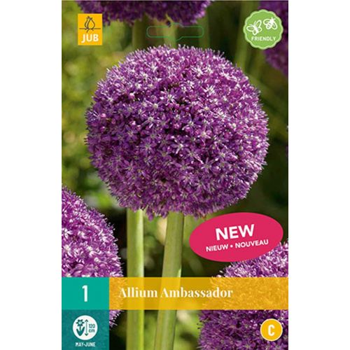 Allium ambassador 1 bol - afbeelding 1