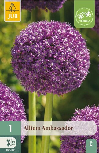 Allium ambassador 1 bol - afbeelding 4