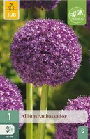 Allium ambassador 1 bol - afbeelding 4