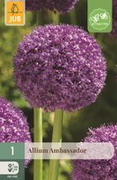 Allium ambassador 1 bol