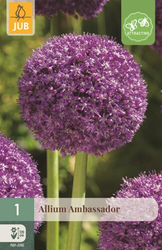 Allium ambassador 1 bol! - afbeelding 1