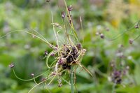 Allium Art KoopBloembollen.nl