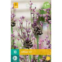 Allium art 10 bollen - afbeelding 2