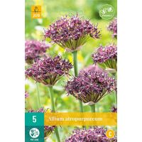 Allium atropurpureum 5 bollen - afbeelding 1