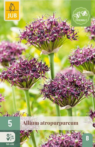Allium atropurpureum 5 bollen - afbeelding 3