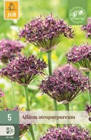 Allium atropurpureum 5 bollen
