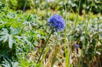 ALLIUM CAERULEUM