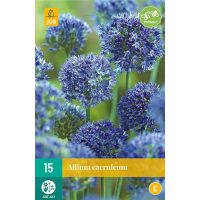 Allium caeruleum 15 bollen - afbeelding 1