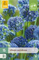 Allium caeruleum 15 bollen - afbeelding 4