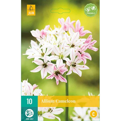 ALLIUM CAMELEON