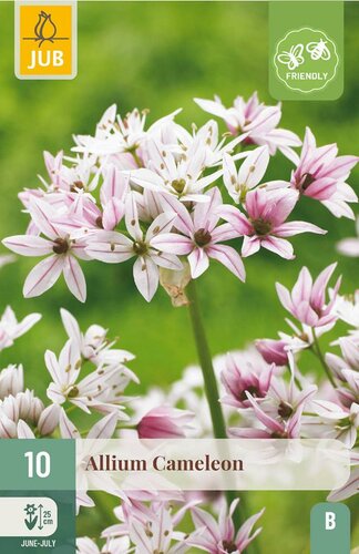 Allium Cameleon 10 bollen - afbeelding 3