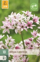 ALLIUM CAMELEON
