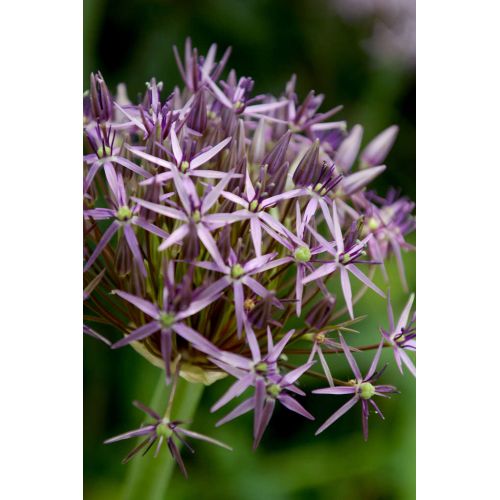 Allium christophii 3 bollen - afbeelding 2