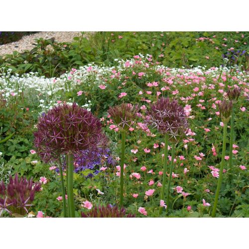 Allium christophii 3 bollen - afbeelding 3