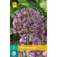 Allium christophii 3 bollen - afbeelding 3