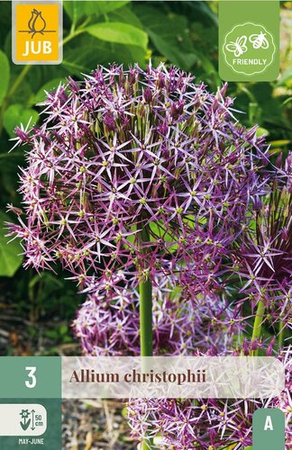Allium christophii 3 bollen - afbeelding 4
