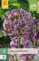Allium christophii 3 bollen - afbeelding 4