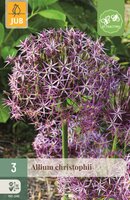 Allium christophii 3 bollen