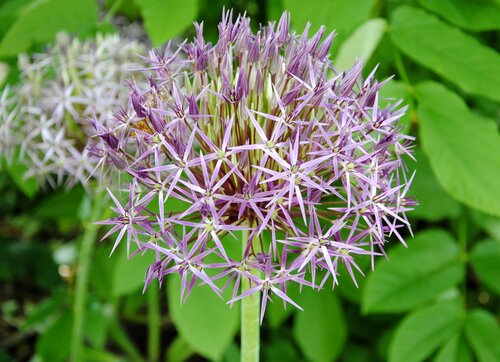 ALLIUM CHRISTOPHII