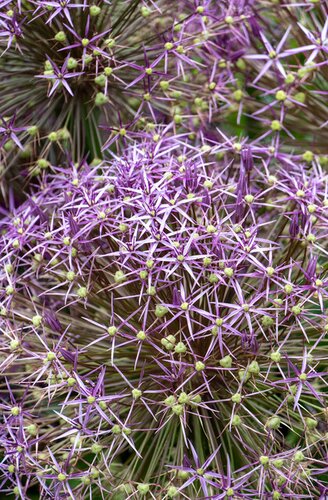 ALLIUM CHRISTOPHII