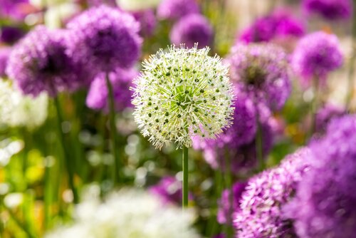 ALLIUM GIANT MIX PURPLE & WHITE 10 BOLLEN