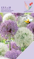 ALLIUM GIANT MIX PURPLE & WHITE 10 BOLLEN