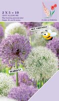 ALLIUM GIANT MIX PURPLE & WHITE 10 BOLLEN