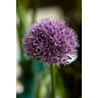 Allium gladiator 5 bollen - afbeelding 2