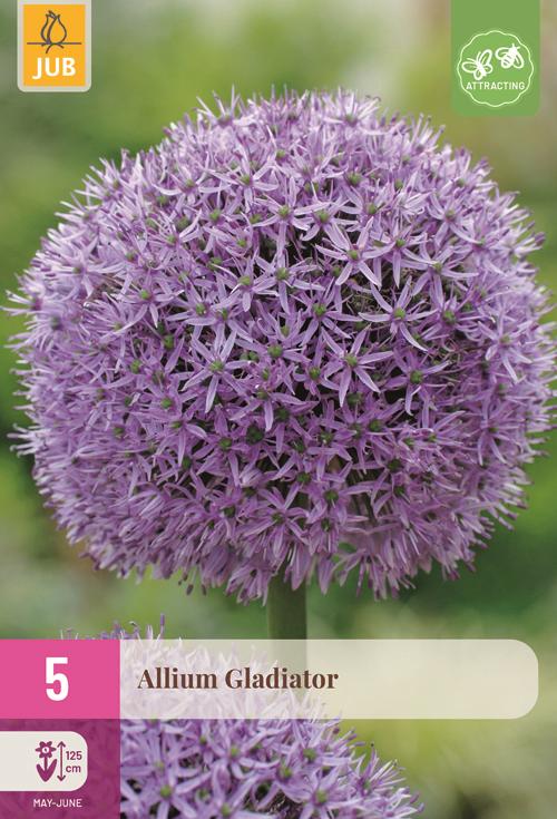 Allium gladiator 5 bollen - afbeelding 1