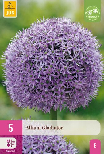Allium gladiator 5 bollen - afbeelding 4