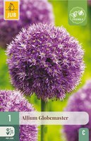 Allium globemaster bol - afbeelding 3