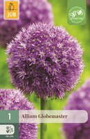 Allium globemaster bol