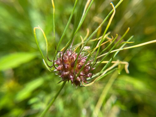 ALLIUM HAIR