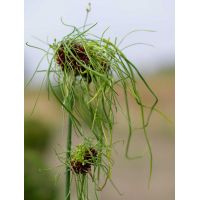 ALLIUM HAIR