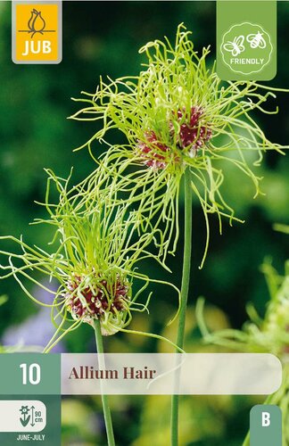 Allium hair 10 bollen - afbeelding 4