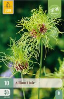 Allium hair 10 bollen - afbeelding 4